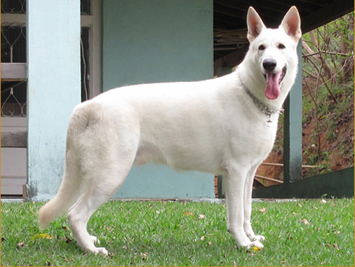 Starhaven Jr. (filho de Starhaven x Gaya)!